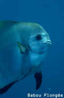 Poisson