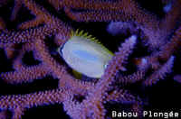 Poisson