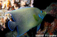Poisson