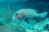 Poisson