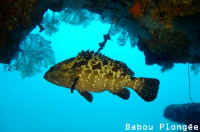 Poisson