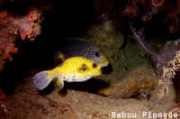 Poisson