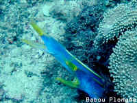 Poisson