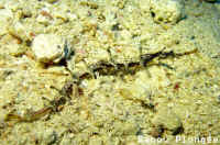 Poisson