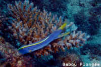 Poisson