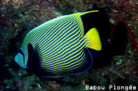 Poisson