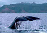 De juillet � septembre les baleines sont de passage...