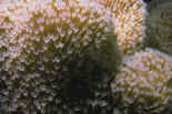 D�tail du corail mou