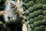 Corail et ver spirographe