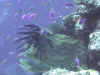 La vie grouille sur le tombant