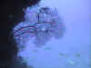 Une belle gorgone