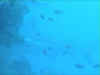 L'ombre du grand requin taureau