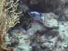 Arothron Nigropunctatus