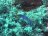 Associ�e � Hiengh�ne o� l'on est presque assur� de pouvoir la rencontrer : La Mur�ne Ruban.
