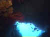 Les gorgones tapissent les grottes