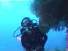 Bien stabilis�e la plongeuse observe les Bryaninops Yongei (Petit Gobie des gorgones)
