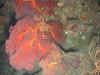 Dans les grottes