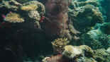 Nombreuses variètés de corail