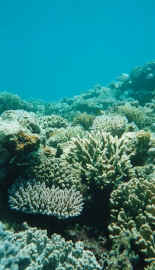 Le corail construit le r�cif barri�re