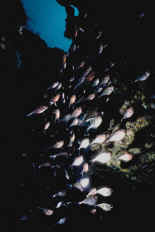 Poissons Hachette dans le recoin d'une faille