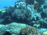 Corail et gorgones profif�rent