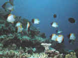 Un nuage de Papillons