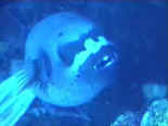 Un Arotron Nigropunctatus