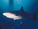 Les requins chassent