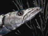 Un baracuda � l'affut
