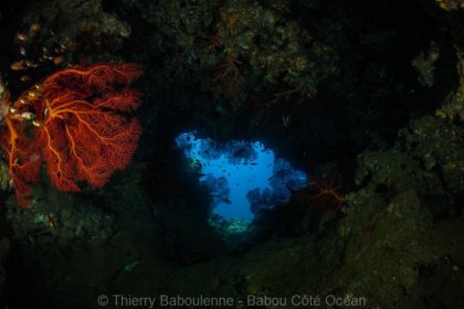 Gorgones – Grotte de Donga Hienga – Hienghène – Nouvelle Calédonie