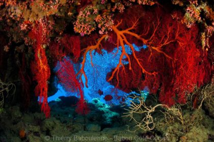 Gorgones – Grotte de Donga Hienga – Hienghène – Nouvelle Calédonie