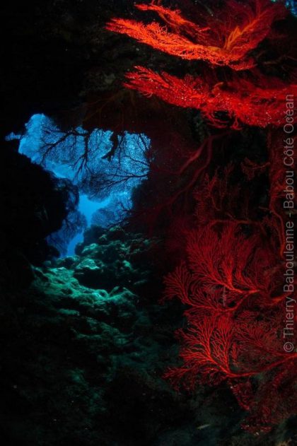 Gorgones – Grotte de Donga Hienga – Hienghène – Nouvelle Calédonie