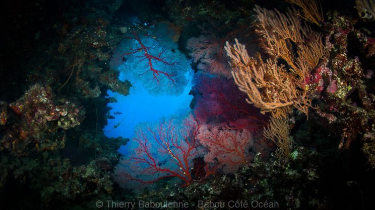 Récif de Kaun - Site de plongee à Hienghene en Nouvelle Caledonie