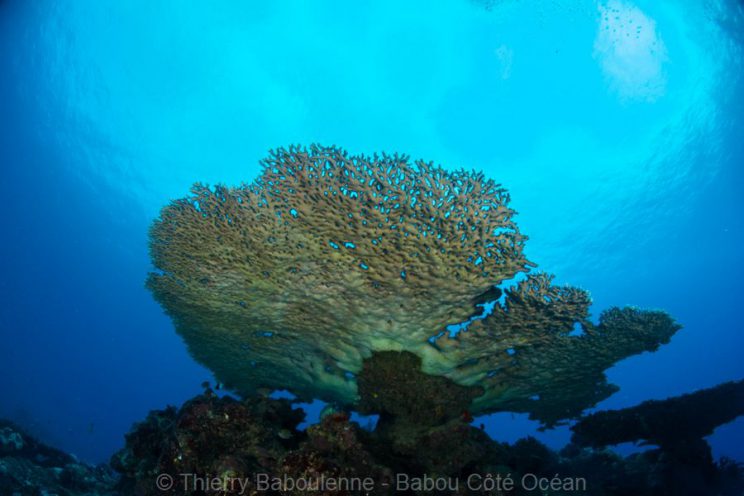 Récif de Kaun - Site de plongee à Hienghene en Nouvelle Caledonie
