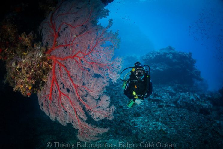 Récif de Kaun - Site de plongee à Hienghene en Nouvelle Caledonie