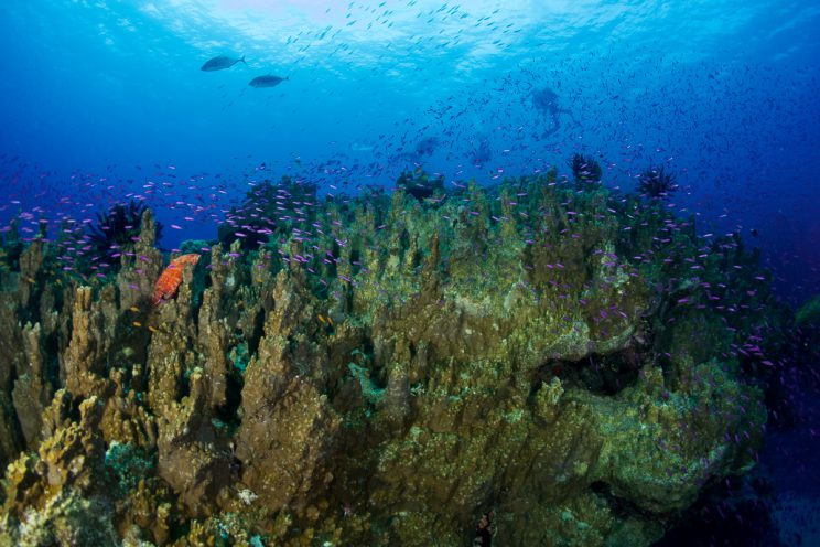 recif-corail-hienghene