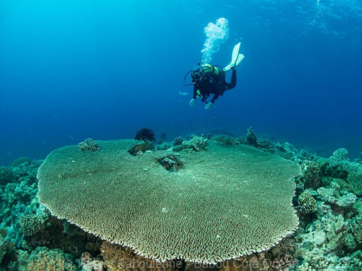 corail-plongee-hienghene
