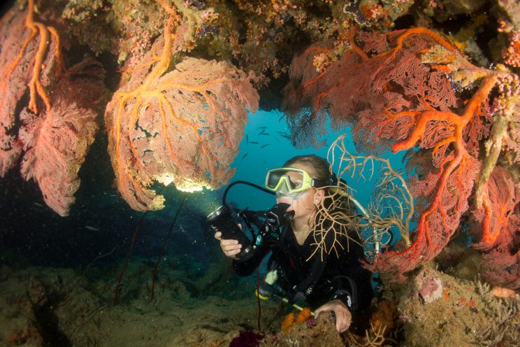 Un phare de plongée est nécessaire à Donga Hienga - Hienghène -Nouvelle Calédonie - Cliquer pour voir en diaporama Un phare de plongée est nécessaire à Donga Hienga - Hienghène -Nouvelle Calédonie