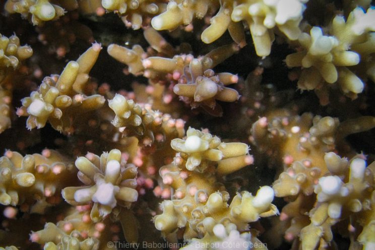 Œufs à poste dans la colonie coralienne