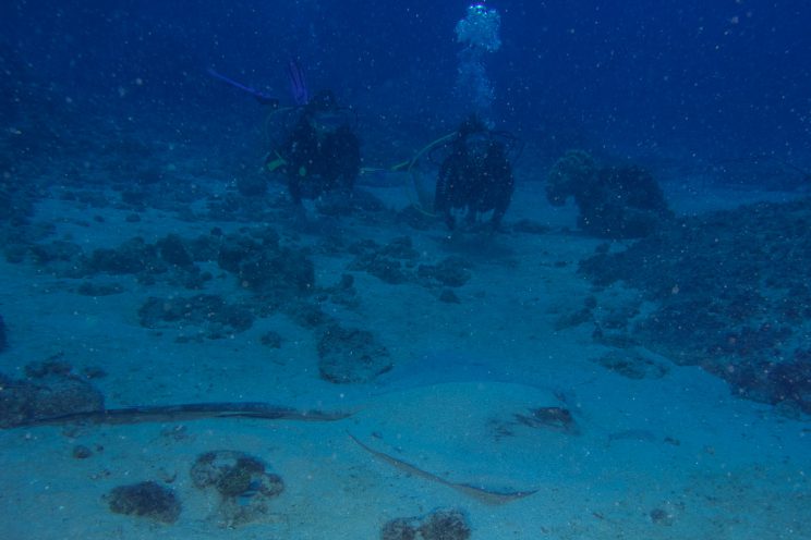 Raie Eventail - Pastinachus sephen - Hienghene, Nouvelle Caledonie - Babou Cote Ocean