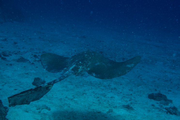 Raie Eventail - Pastinachus sephen - Hienghene, Nouvelle Caledonie - Babou Cote Ocean