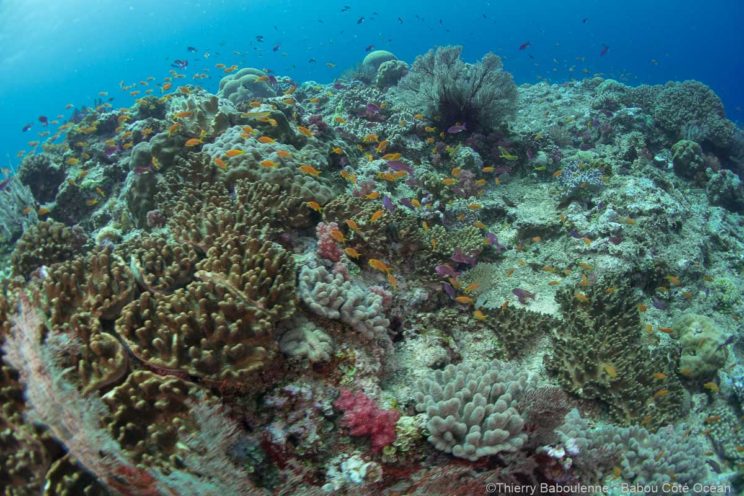 La vie foisonne autant sur le dessus que sur le pourtour de la colonne de corail