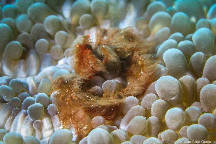 Crabe Orang-outan sur son corail bulle