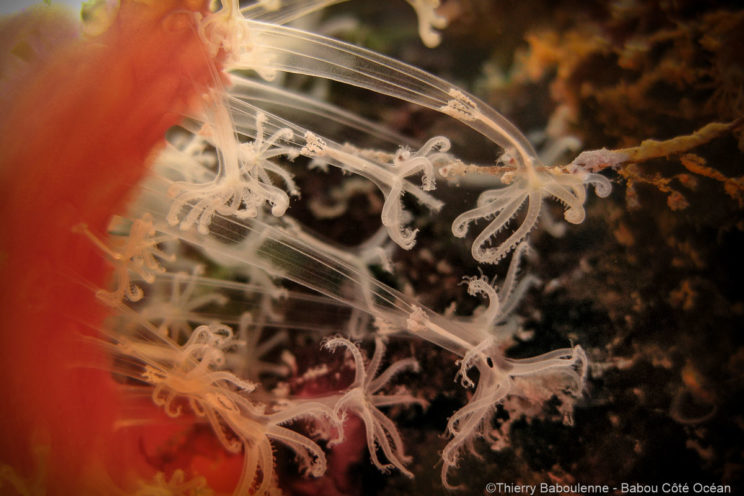 Détail des polypes en photo macro 
