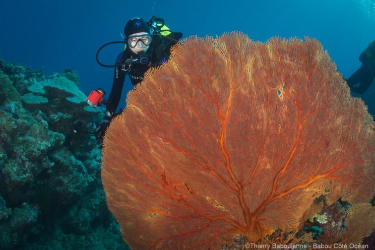 World Adventure Divers en plongée à Hienghène - Nouvelle Calédonie