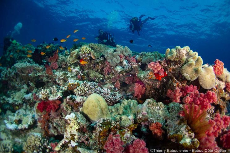 Récif corallien à Hienghène - Nouvelle Calédonie - Babou Côté Océan