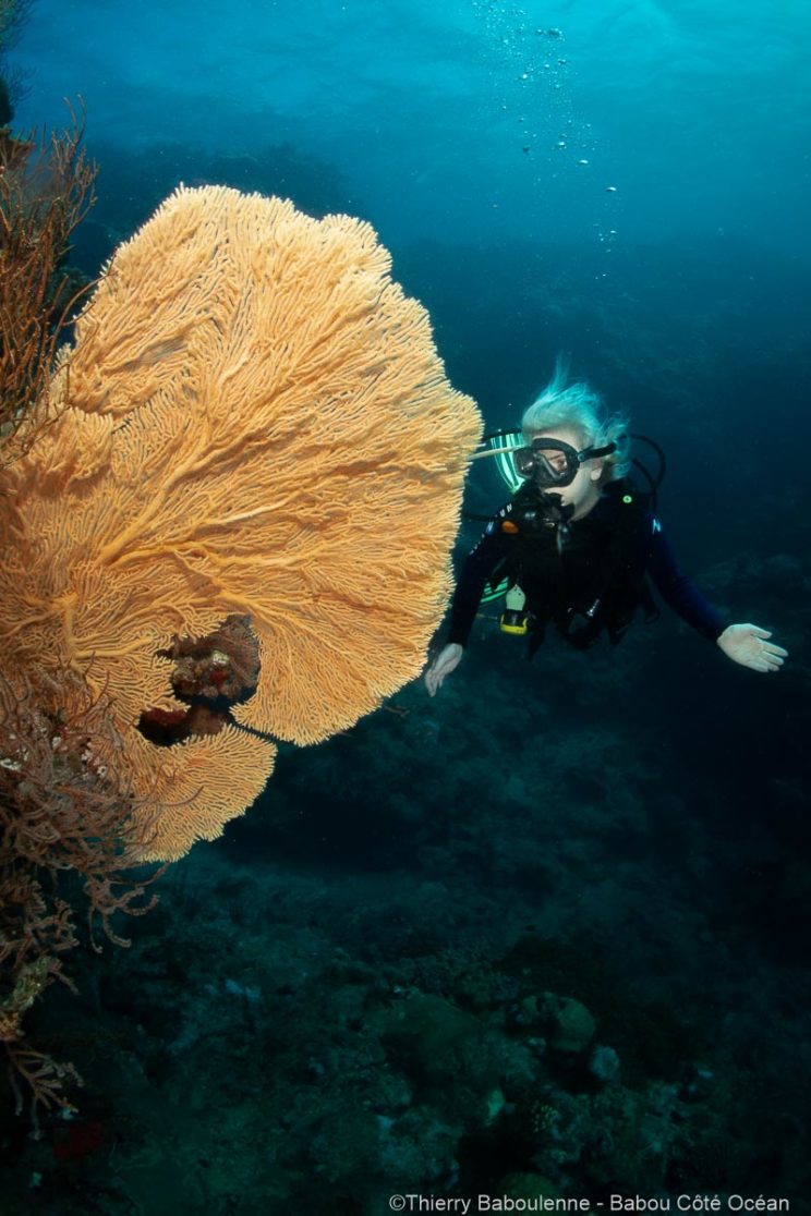 Plongée à Hienghène Nouvelle calédonie avec babou Côté Océan. Photo Thierry Baboulenne