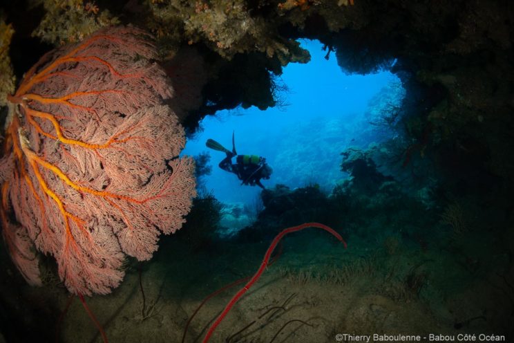 Plongée à Hienghène Nouvelle calédonie avec babou Côté Océan. Photo Thierry Baboulenne