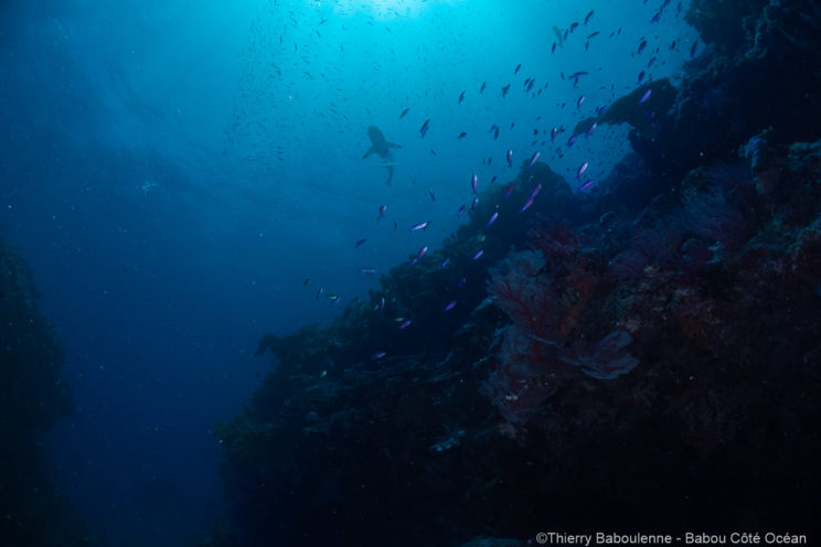 Plongée à Hienghène Nouvelle calédonie avec babou Côté Océan. Photo Thierry Baboulenne