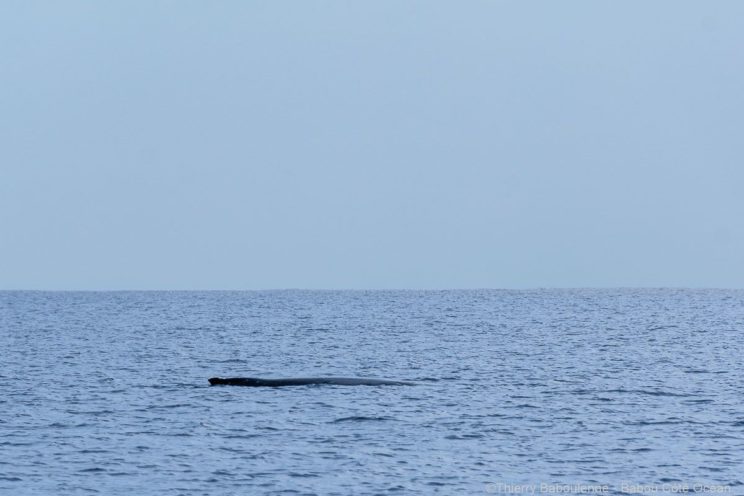 Baleine à Hienghene - Nouvelle Calédonie - Babou Plongée